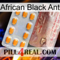 African Black Ant new13